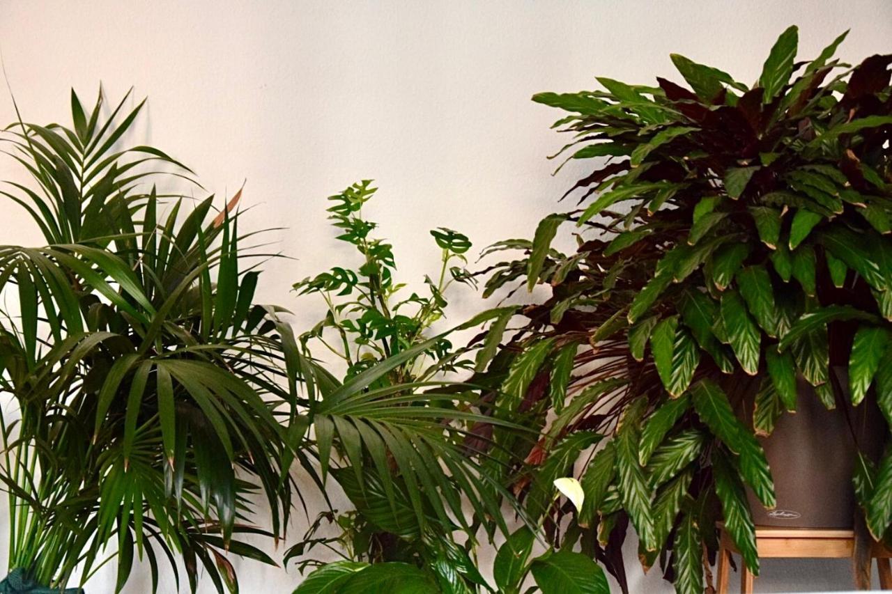 אסן Greenbnbs: Cozy Urban Jungle In The City Centre מראה חיצוני תמונה